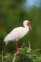 White-Ibis;Ibis;Eudocimus-albus;One;one-animal;avifauna;bird;birds;feather;feath
